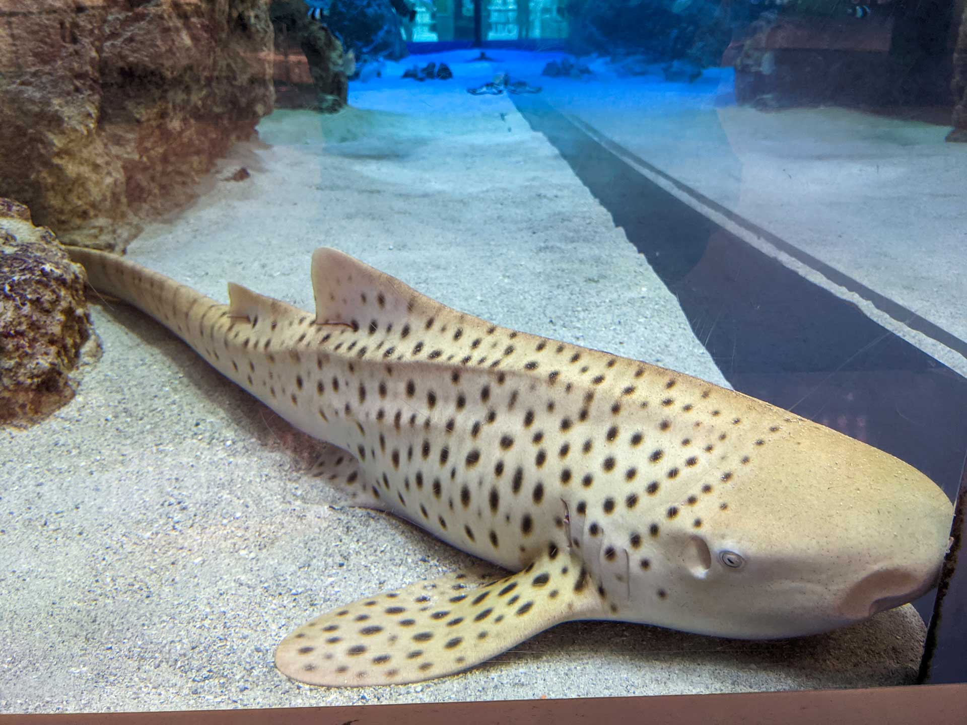 Rycom Aquarium