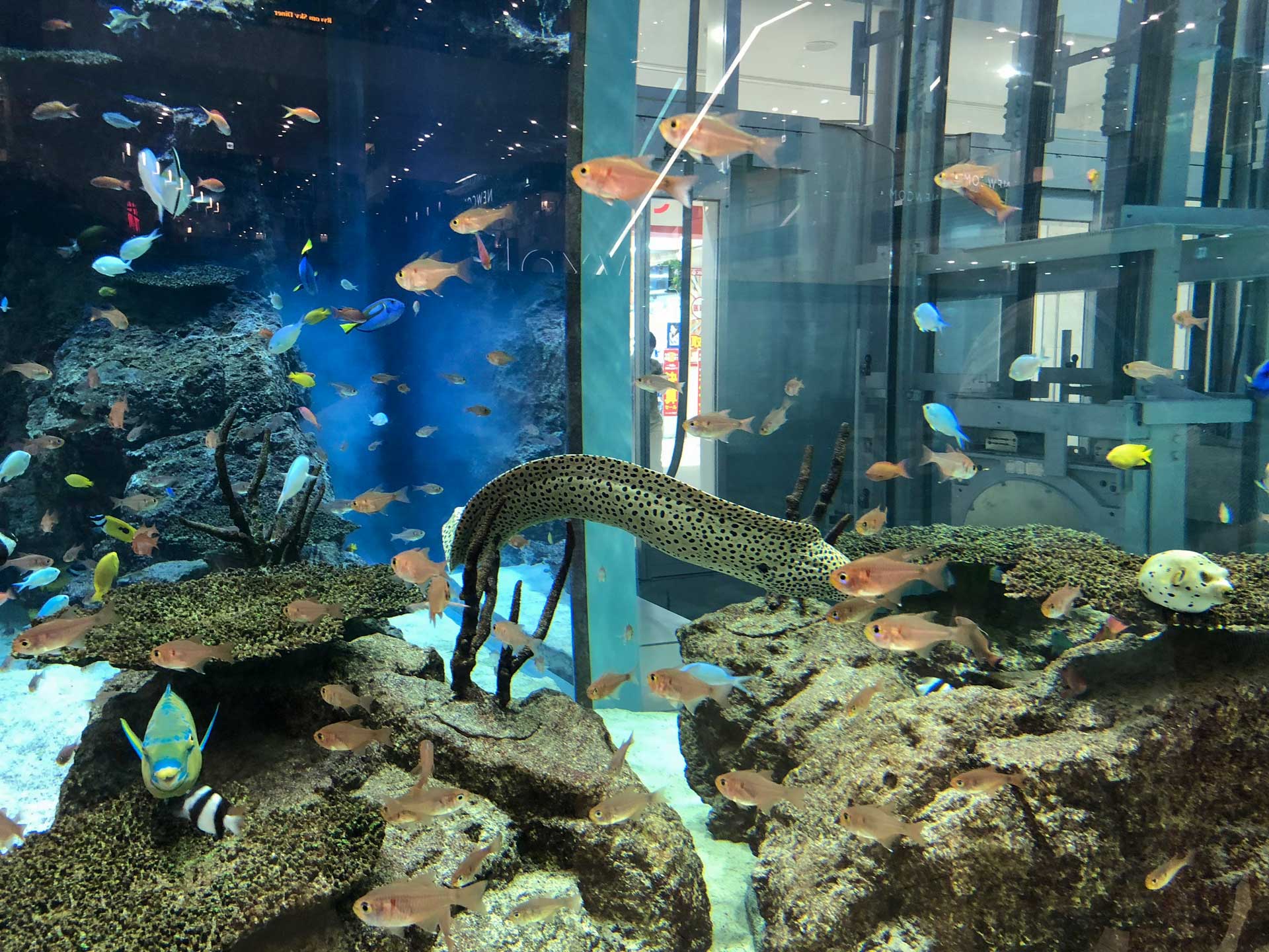 Rycom Aquarium