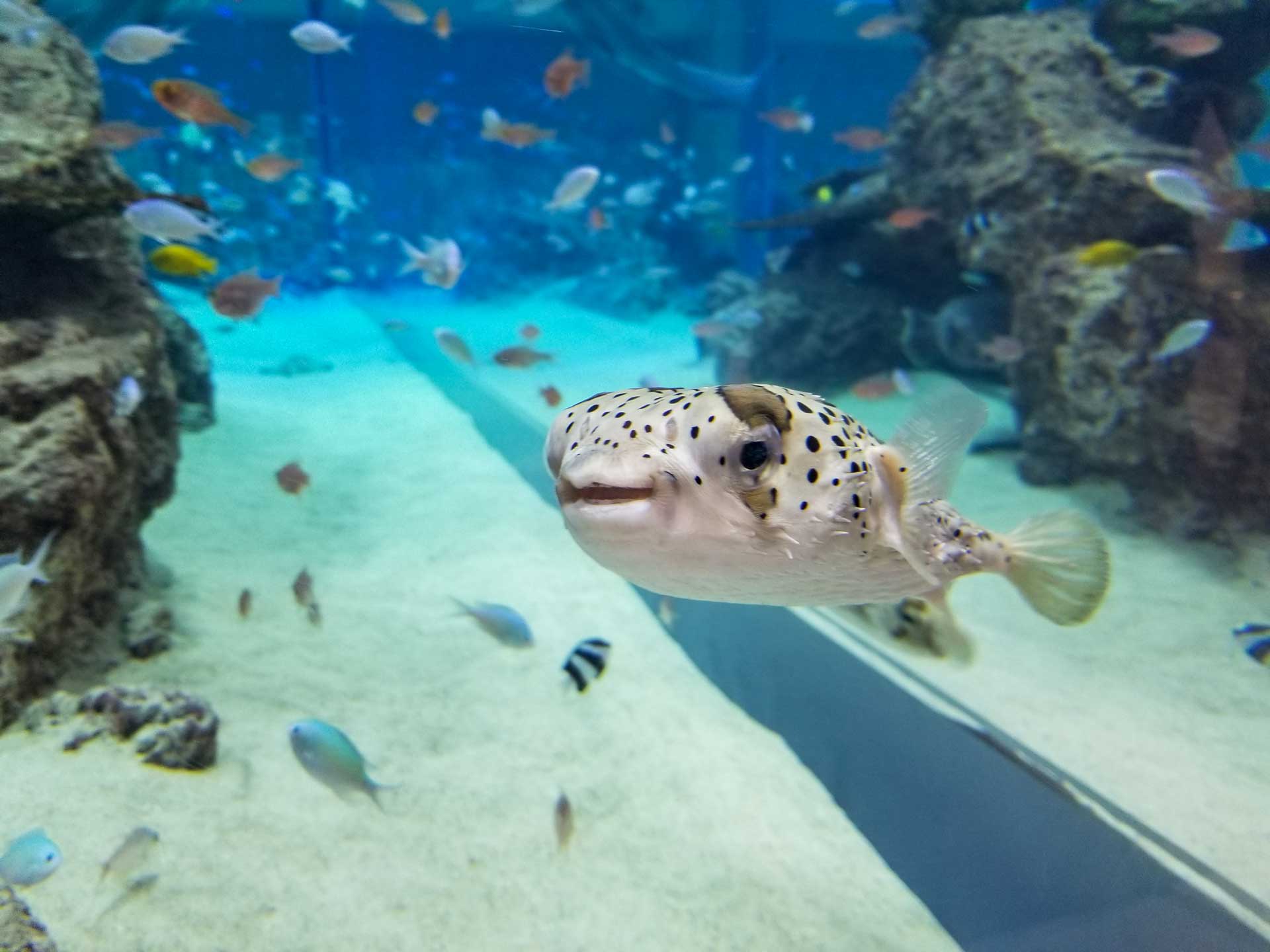 Rycom Aquarium