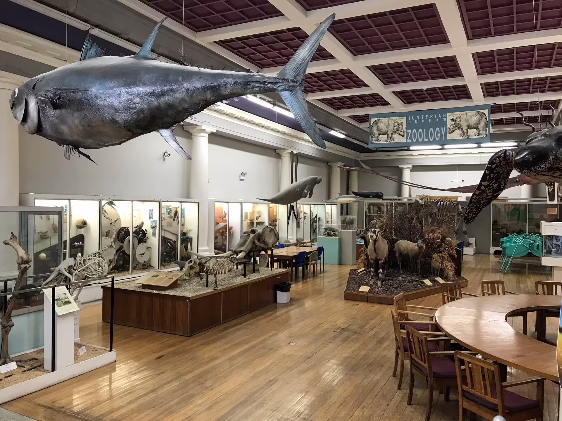 Zoologické exponáty v interiéri Hunterian Zoology Museum na Univerzite v Glasgowe