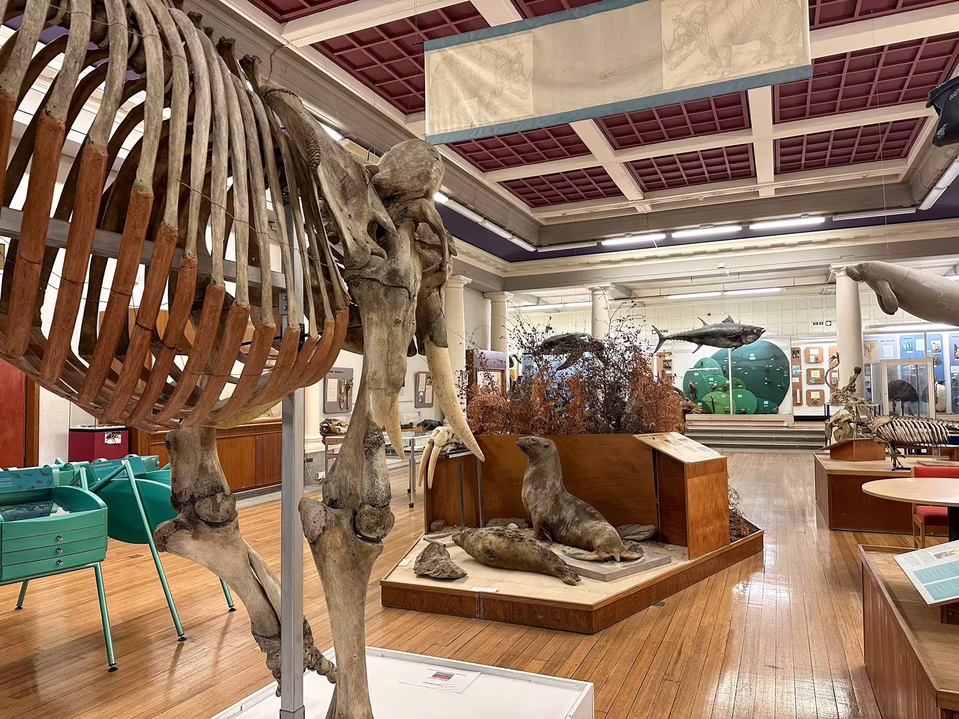 Historická zoologická zbierka Hunterian Zoology Museum v Glasgowe