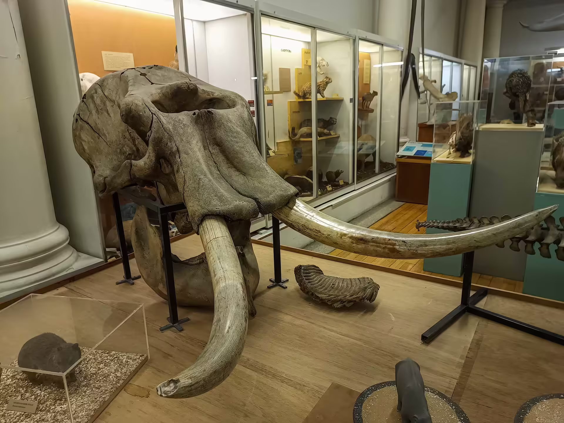 Zoologické a prírodovedné exponáty v Hunterian Zoology Museum v Glasgowe