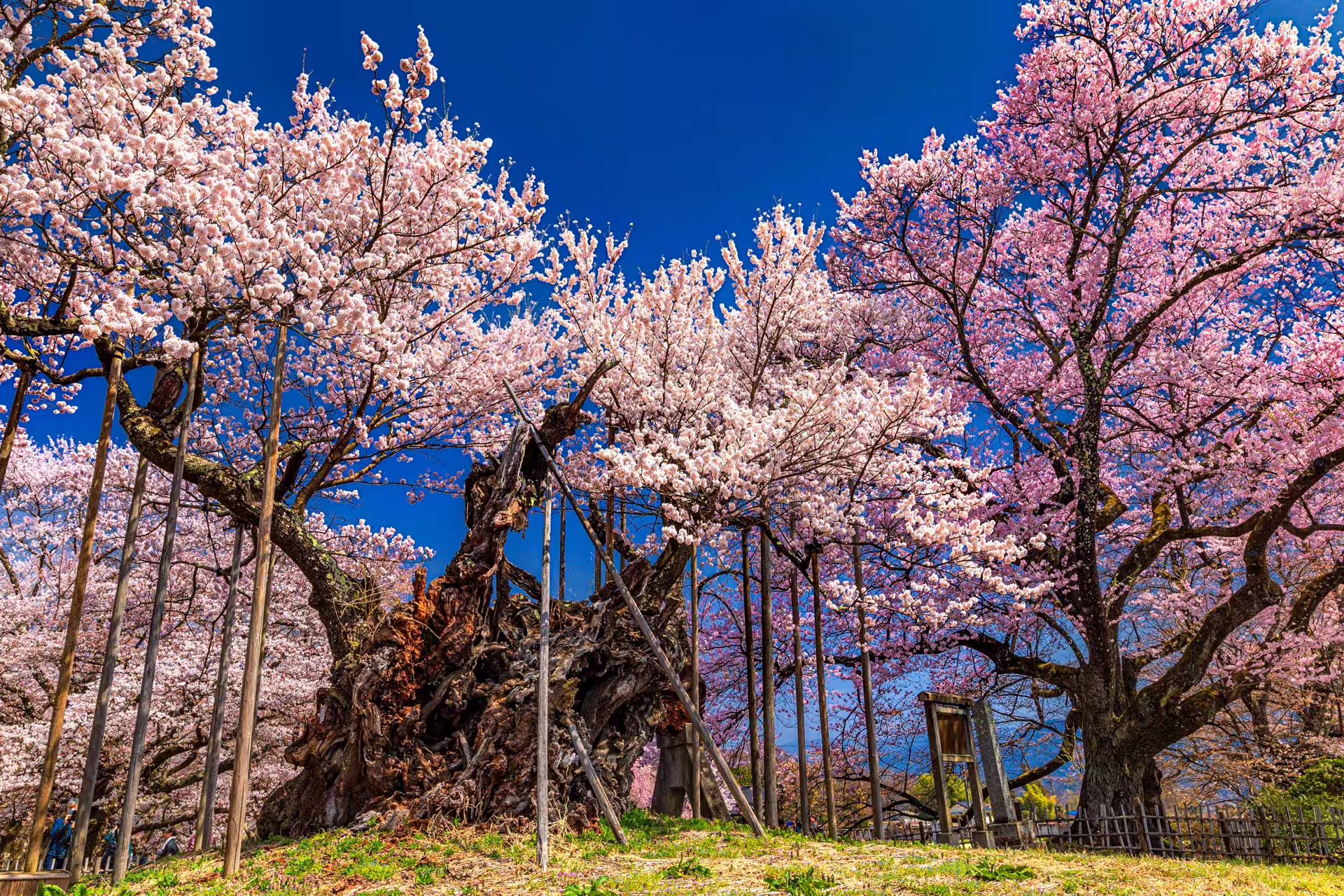 Jindai Zakura
