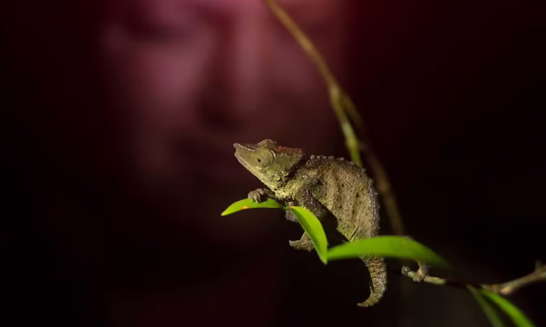 Trpasličí chameleón Rhampholeon maspictus žijúci v pralese Mount Mabu v Mozambiku