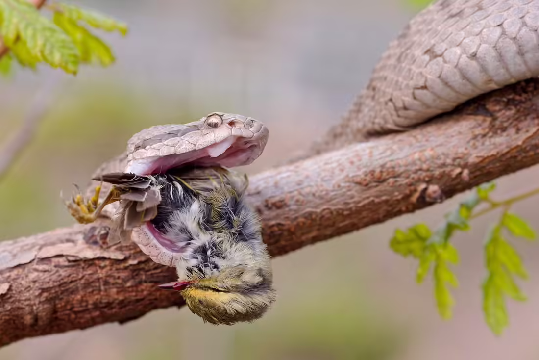 Zmija Gloydius shedaoensis loviaca vtáka na konári na ostrove Shedao