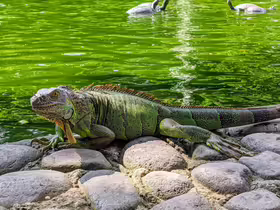 La Laguna