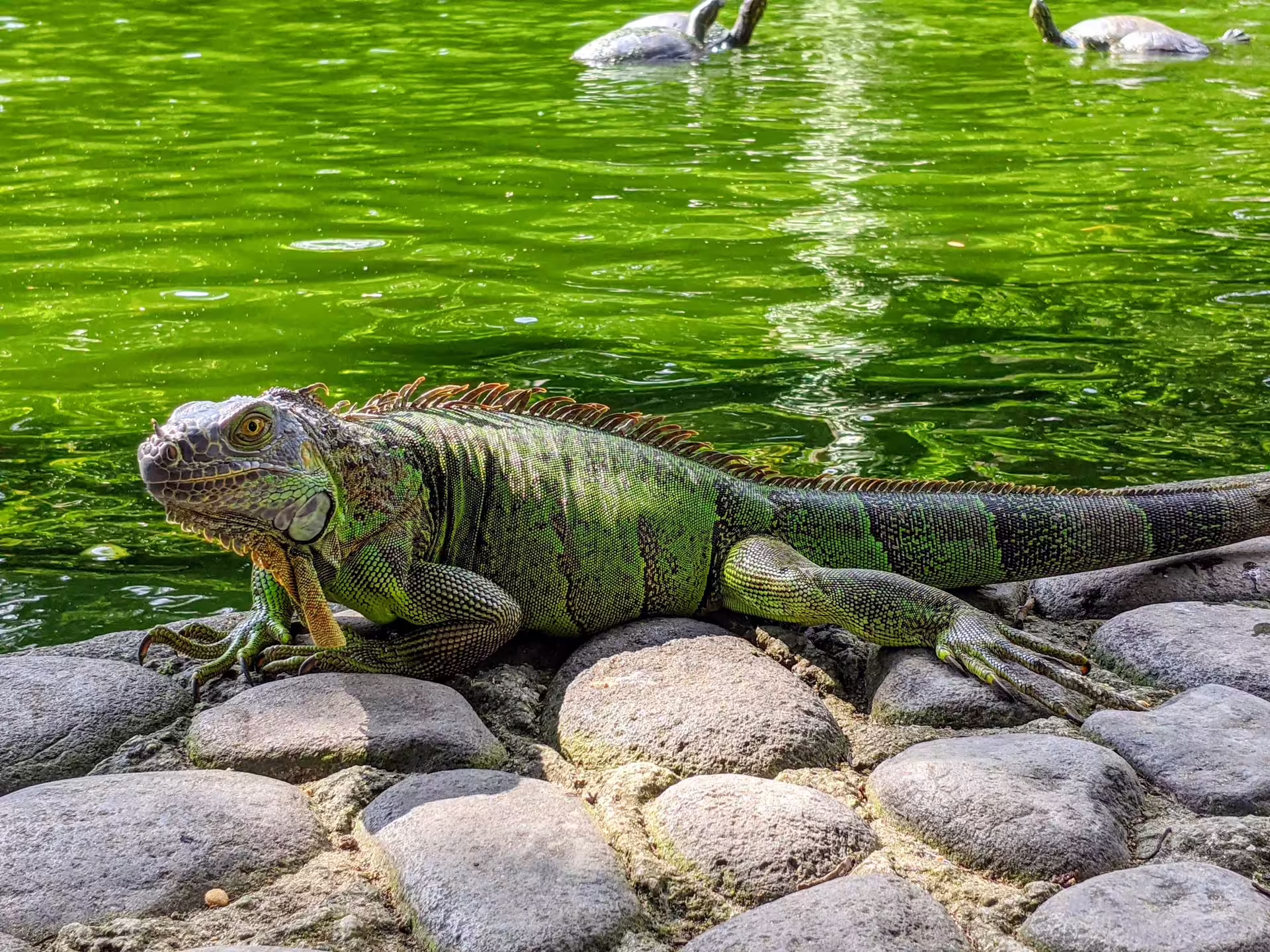 La Laguna
