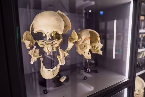 Anatomické múzeum RSU