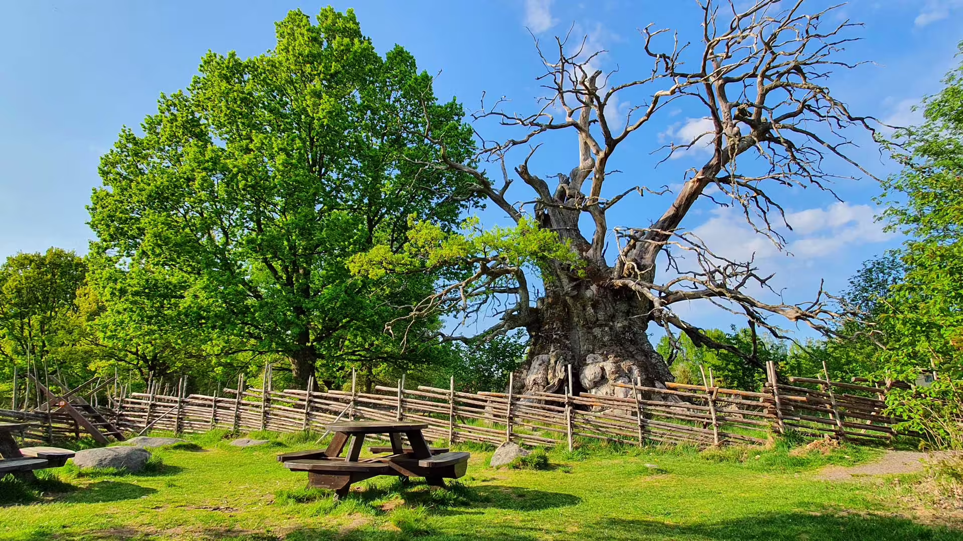 Rumskulla oak
