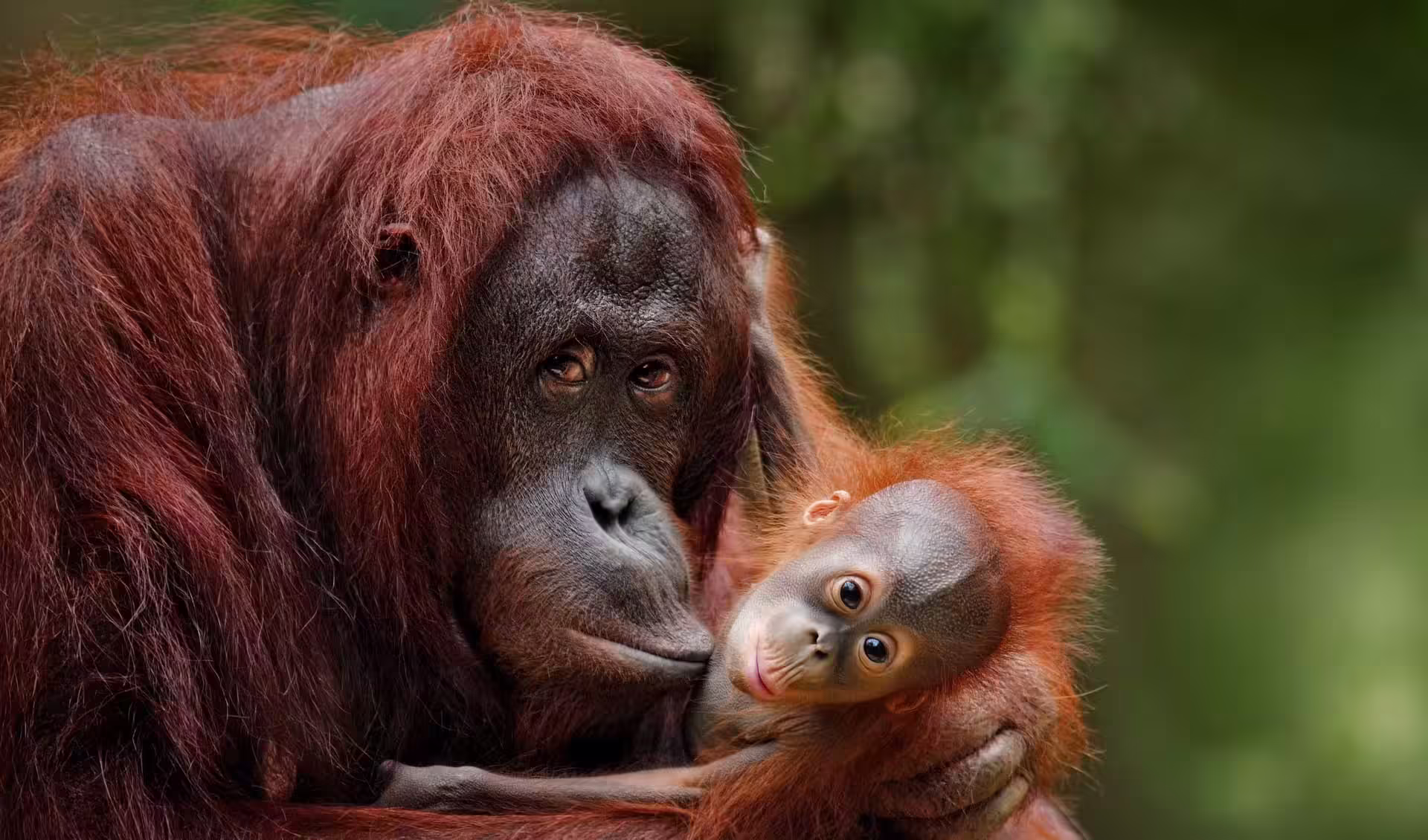 Orangutan bornejský s mláďaťom v tropickom lese