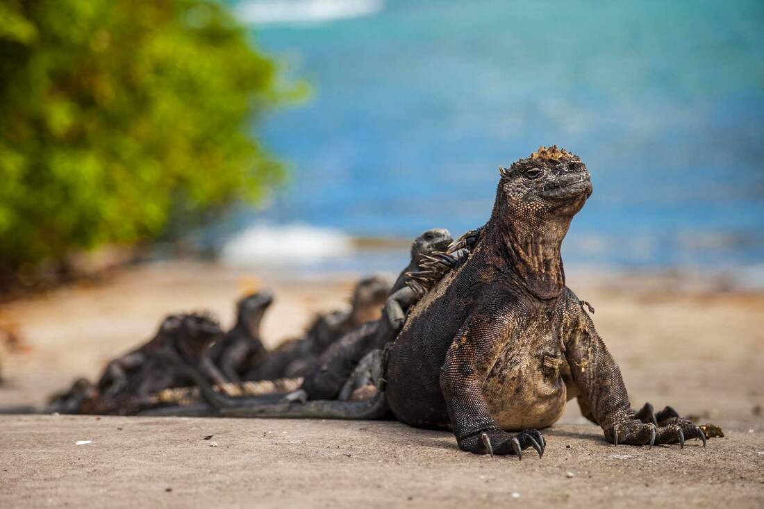 Galapagos