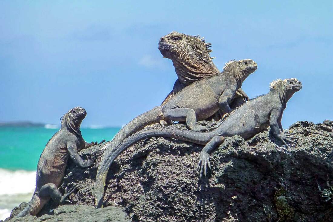 Galapagos