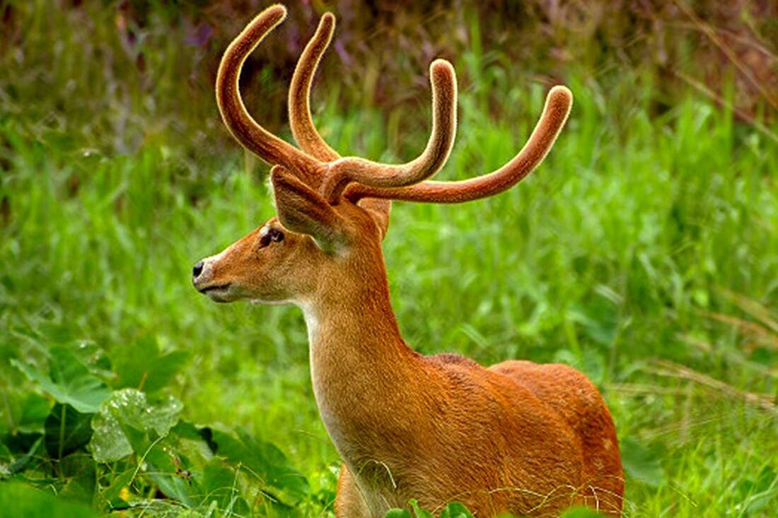 Národný park, India