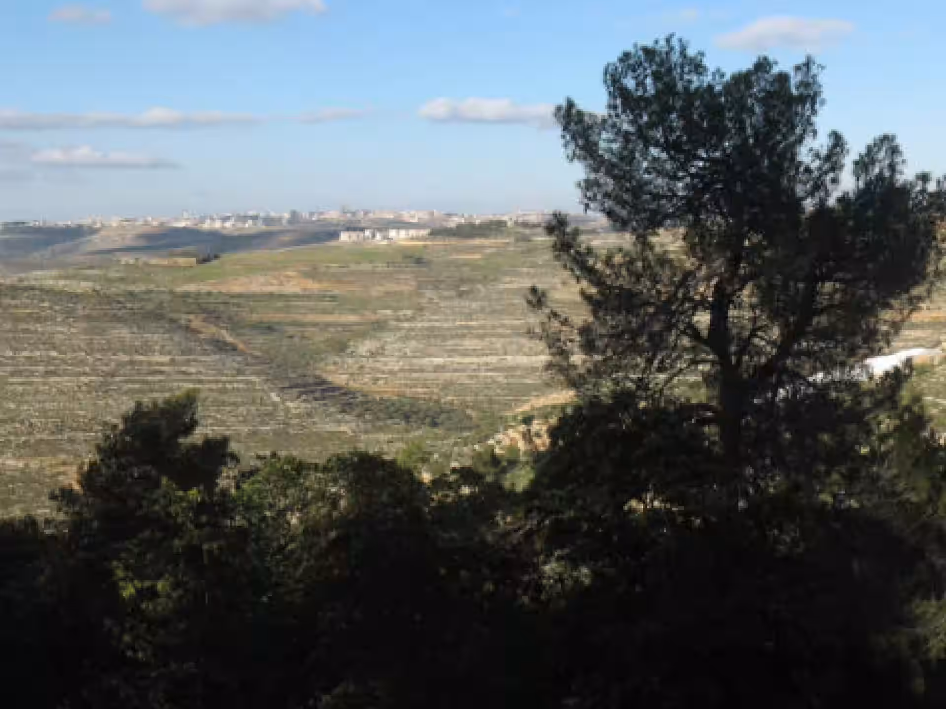 Palestína